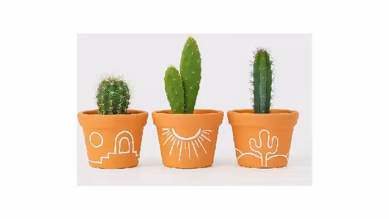 Melhor Vaso para Suculentas: Design, Material e Tamanho