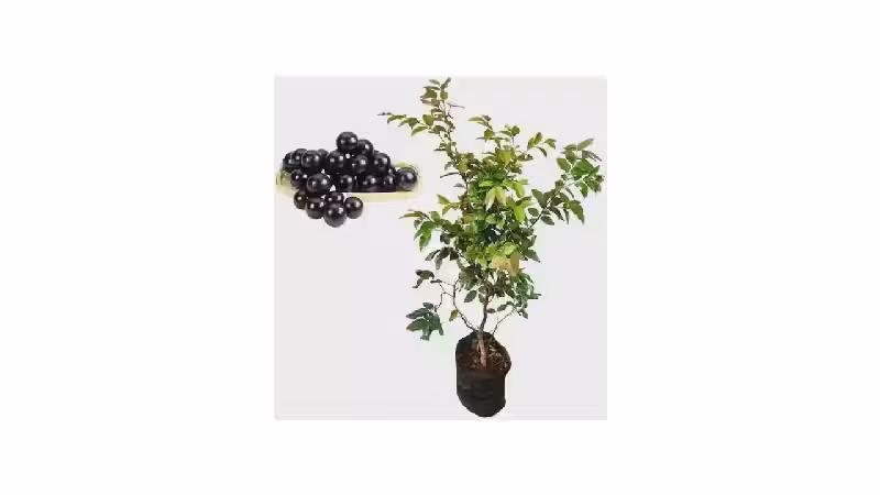 Melhores Frutíferas para Quintal: 7 Variedades Nativas e Tropicais
