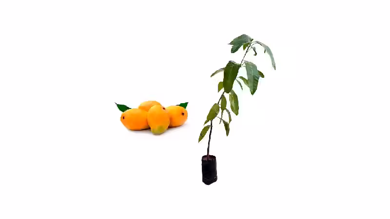 Melhores Frutíferas: Guia Completo para Cultivo e Frutificação