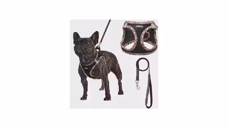 Qual a Melhor Coleira para Cachorro com Guia e Peitoral Acolchoado para Passeios Seguros