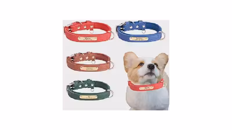 Qual a Melhor Coleira para Cachorro com Placa de Identificação Gravada? Guia de Compra