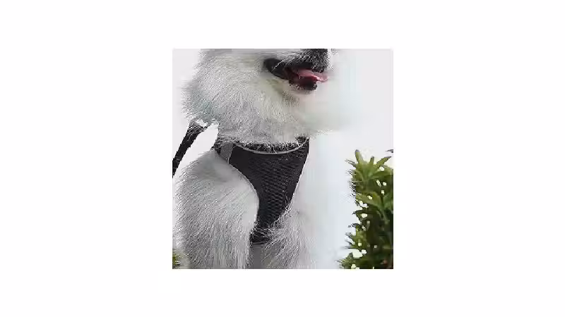 Qual a Melhor Coleira Para Cachorro Que Late Muito?