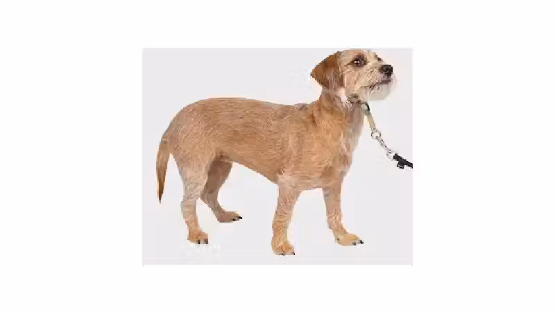 Qual a Melhor Coleira para Cachorro que Puxa? Guia