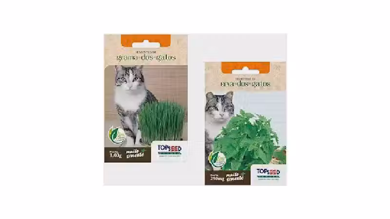Qual a melhor grama para gato (catnip)? Veja 8 tipos