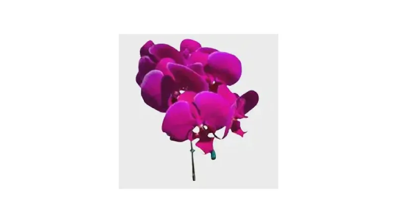 Qual a Melhor Orquídea para Cultivar Dentro de Casa?