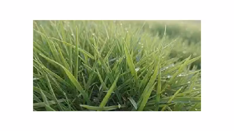 Qual a Melhor Semente de Grama para Jardim: Análise