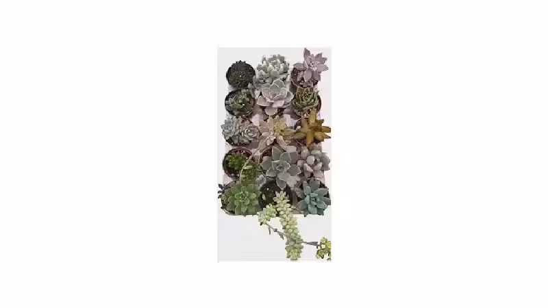 Qual a Melhor Suculenta para Decorar ou Colecionar?