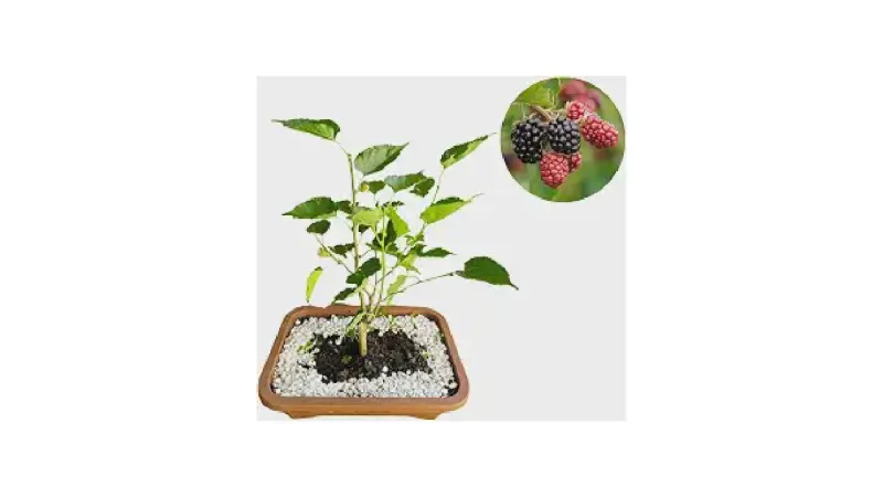 Qual o Melhor Bonsai para Iniciantes: Kit Completo