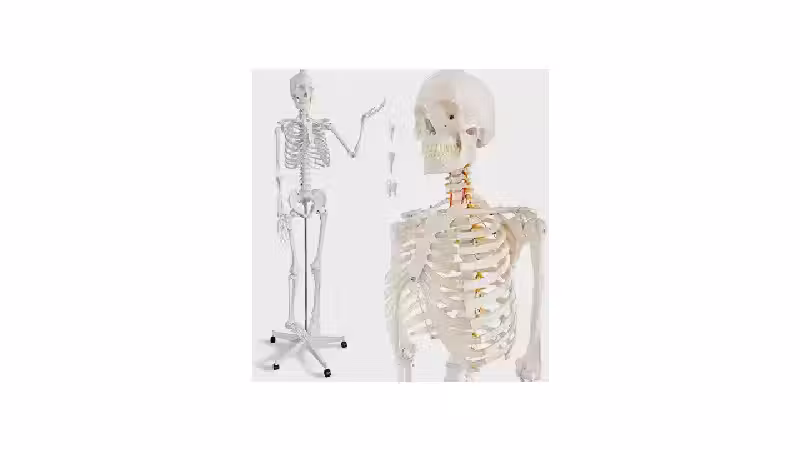 Qual o Melhor Esqueleto Humano Para Estudo de Anatomia
