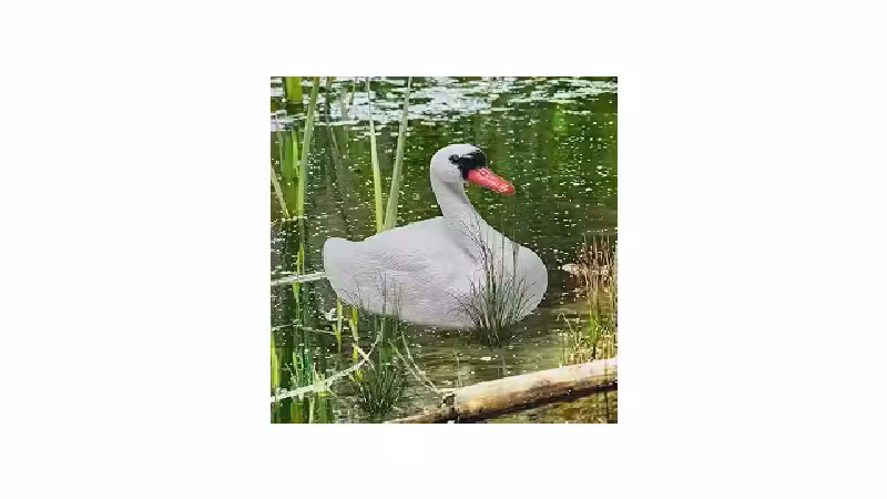 Qual o Melhor Lago para Patos e Gansos: 6 Itens