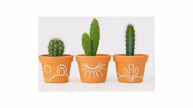 Qual o Melhor Vaso para Suculenta: 10 Estilos Únicos