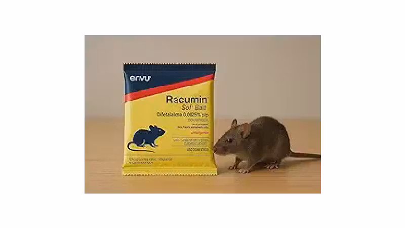 Qual o melhor veneno para rato: Guia de Tipos